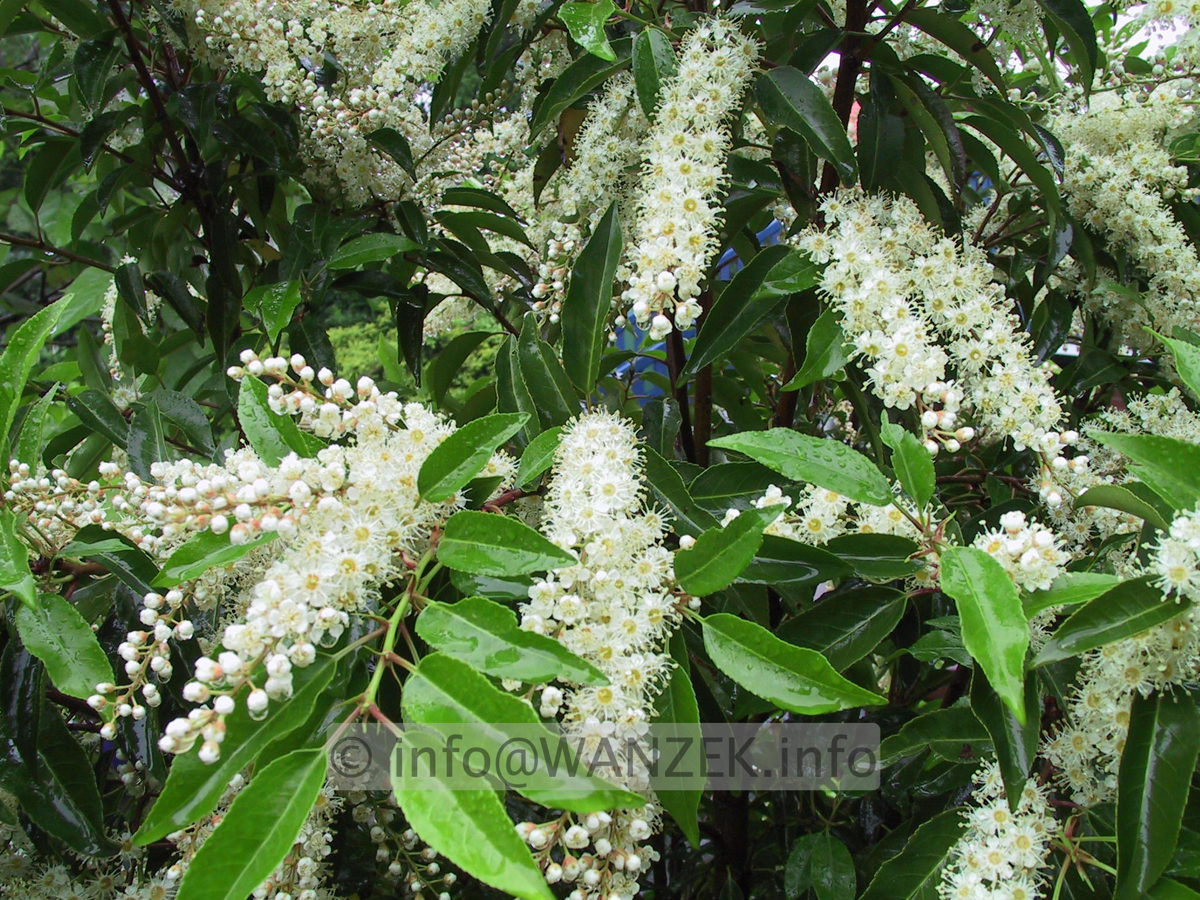 Prunus lusitanica Angustifolia - Blueten.JPG